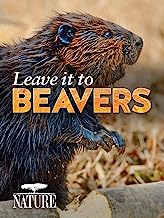 0632 Leave it to Beavers DVD