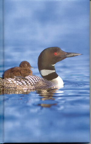 0935 loon/moose/fox/wolf Journal