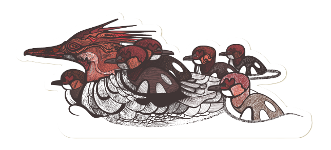 1583 - Merganser Family sticker