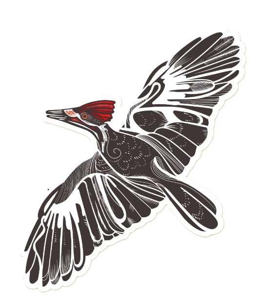 1584 - Pileated Woodpecker sticker