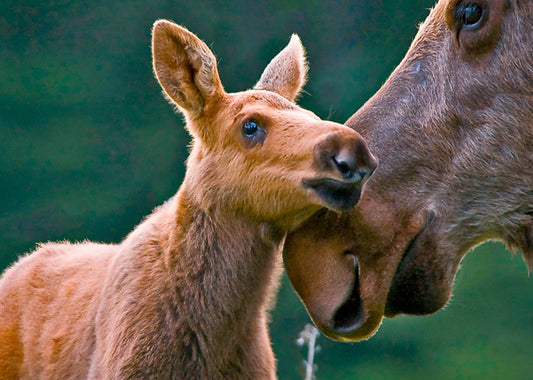 1124 Moose with Calf magnet 3D