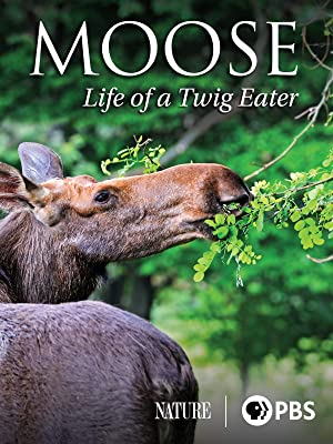 0629 Moose Twig Eater