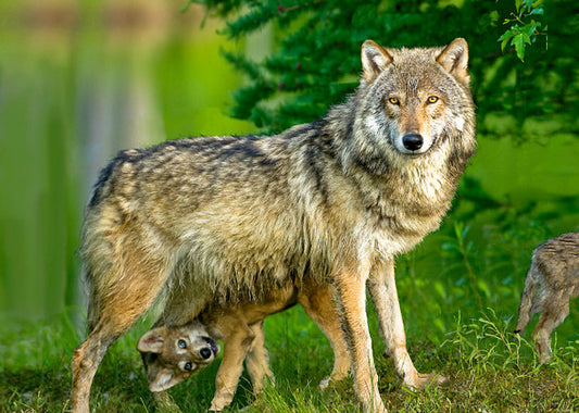 1123 Wolf and Pup Magnet 3D