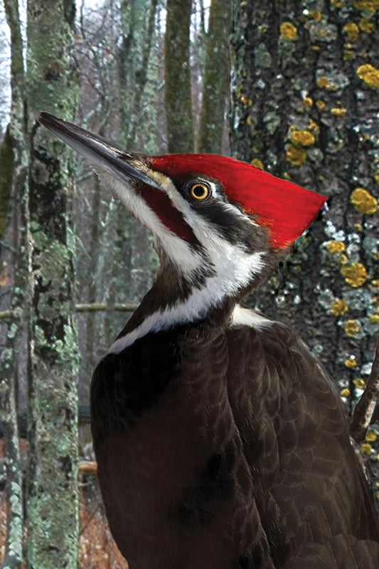 0937 Woodpecker Journal